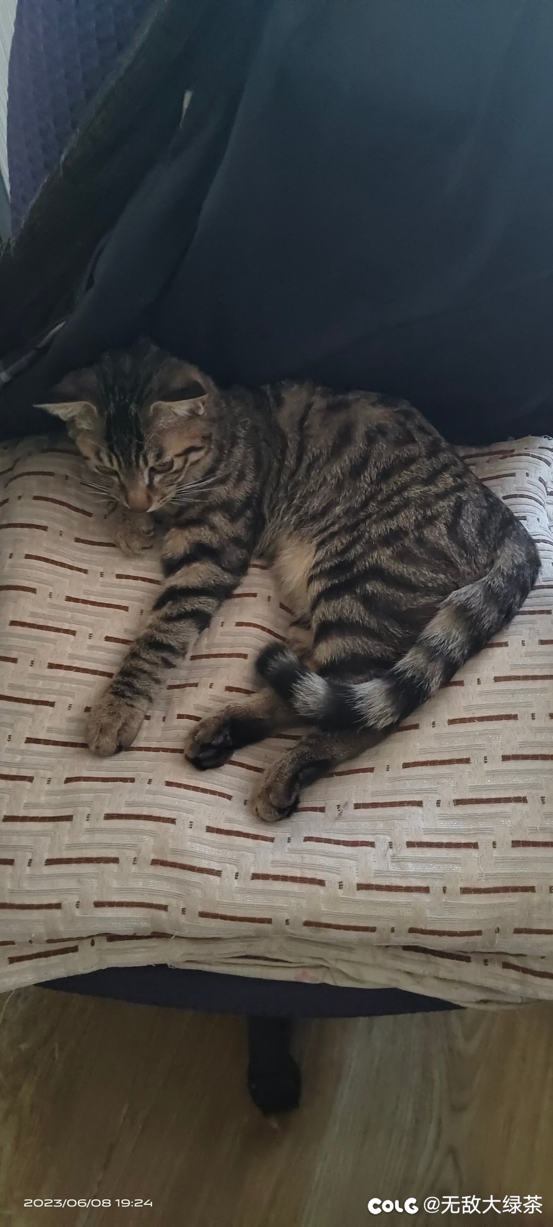猫猫1
