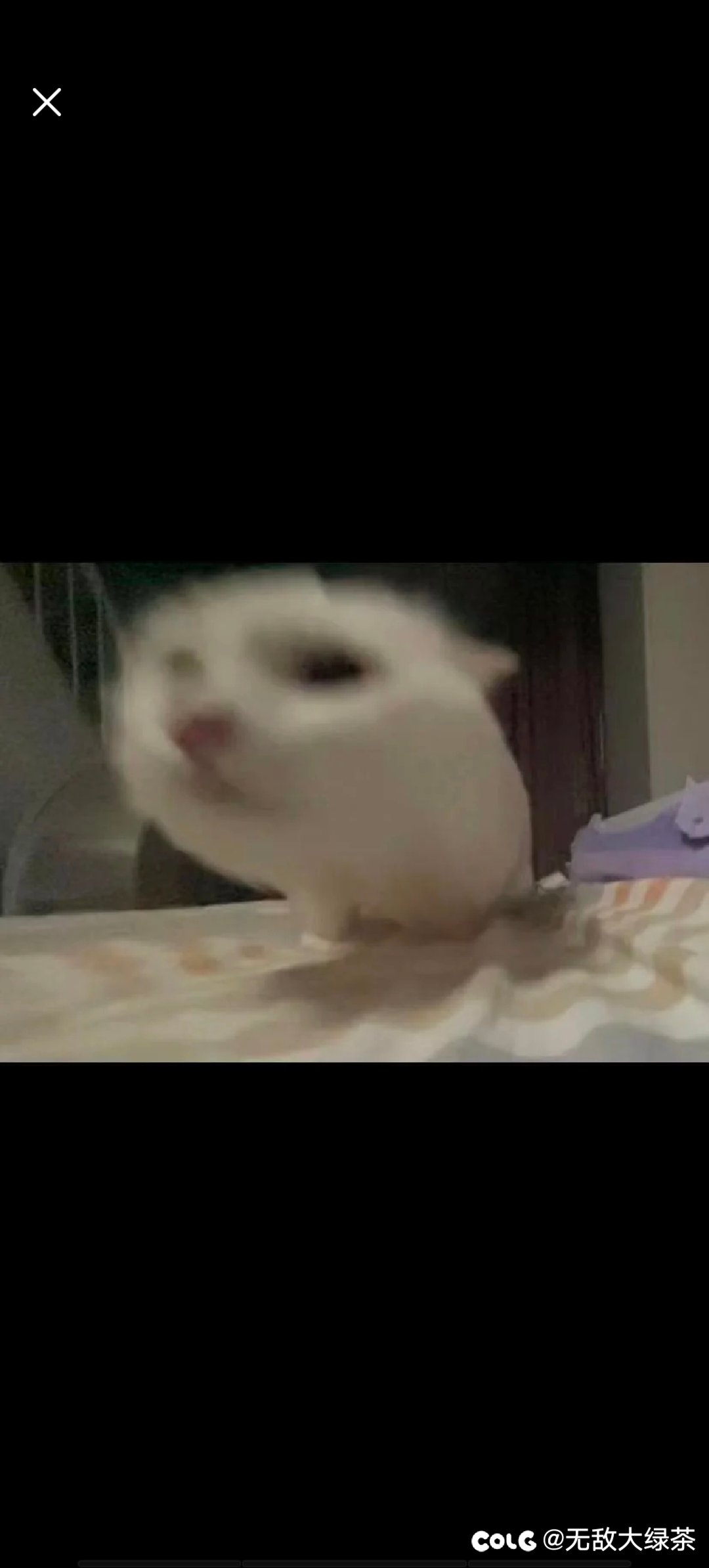猫猫2