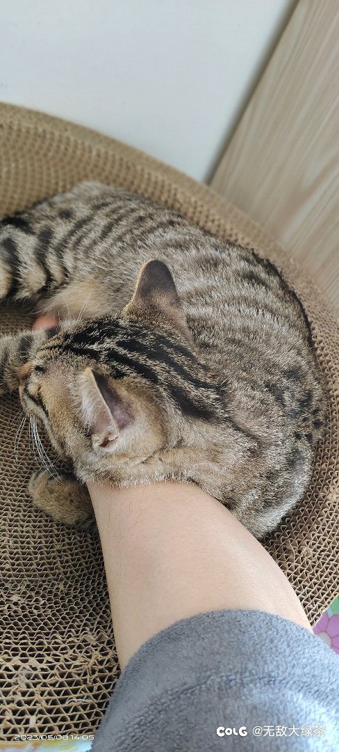 猫猫4