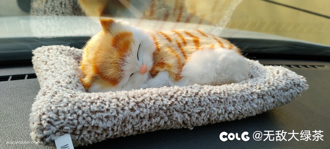 猫猫5