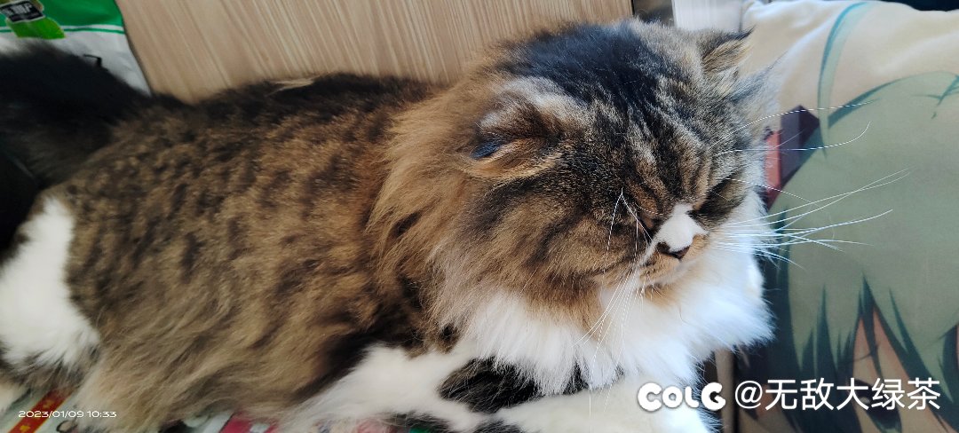 猫猫6