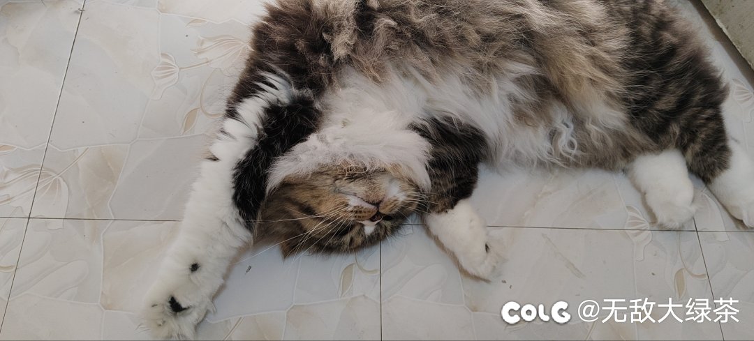 猫猫7