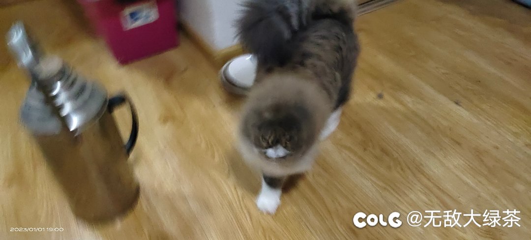 猫猫8