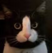 猫猫9
