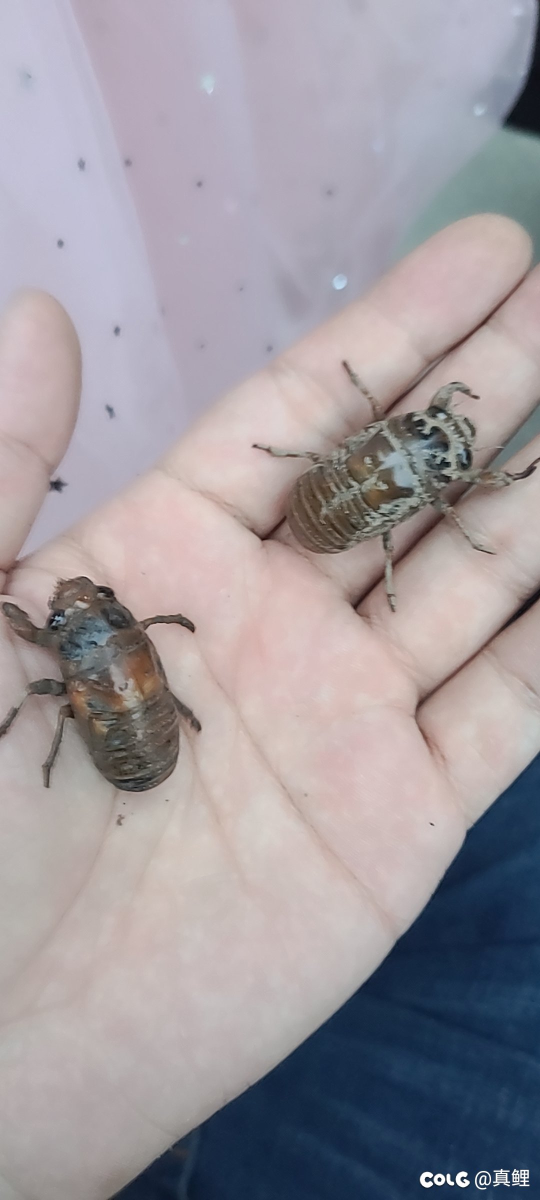 妹妹摸到几只油子1
