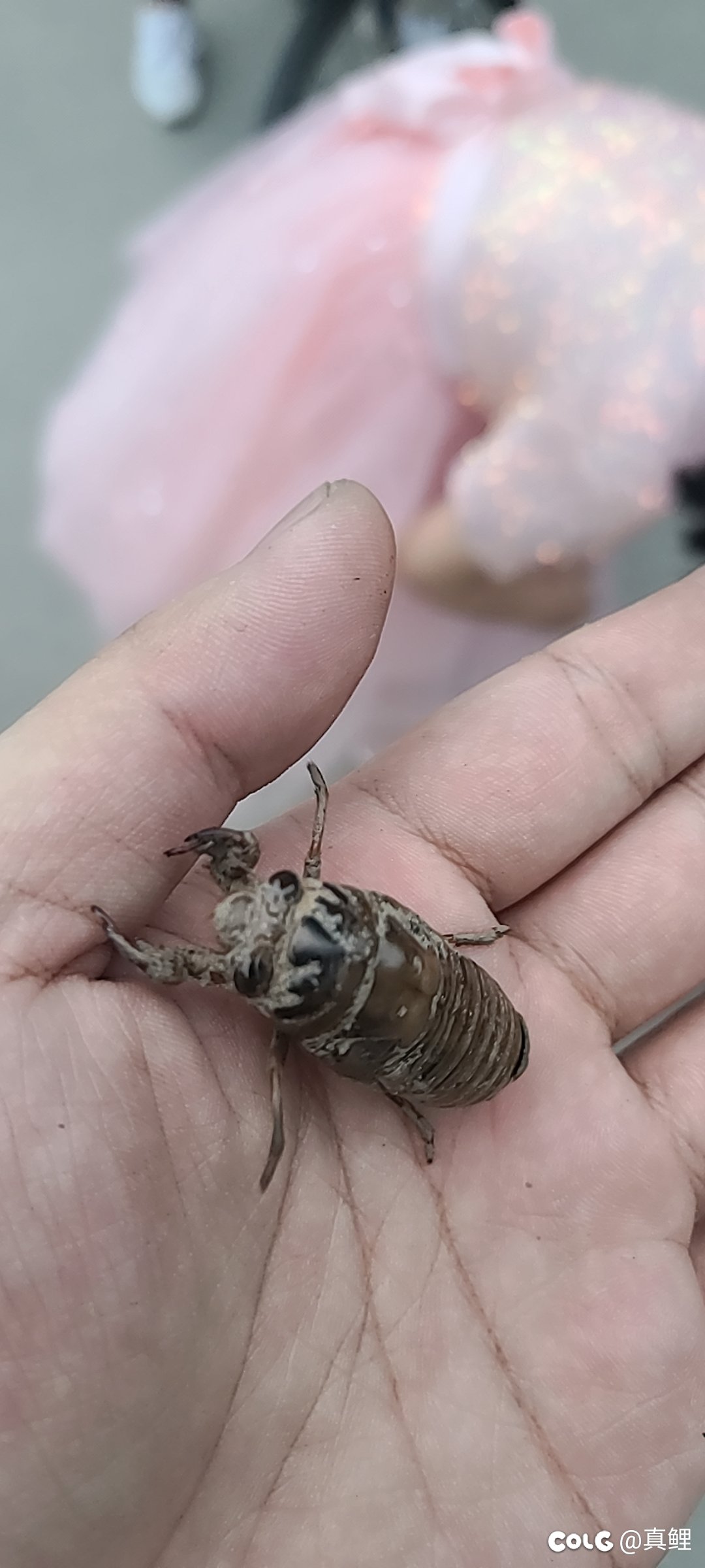 妹妹摸到几只油子3