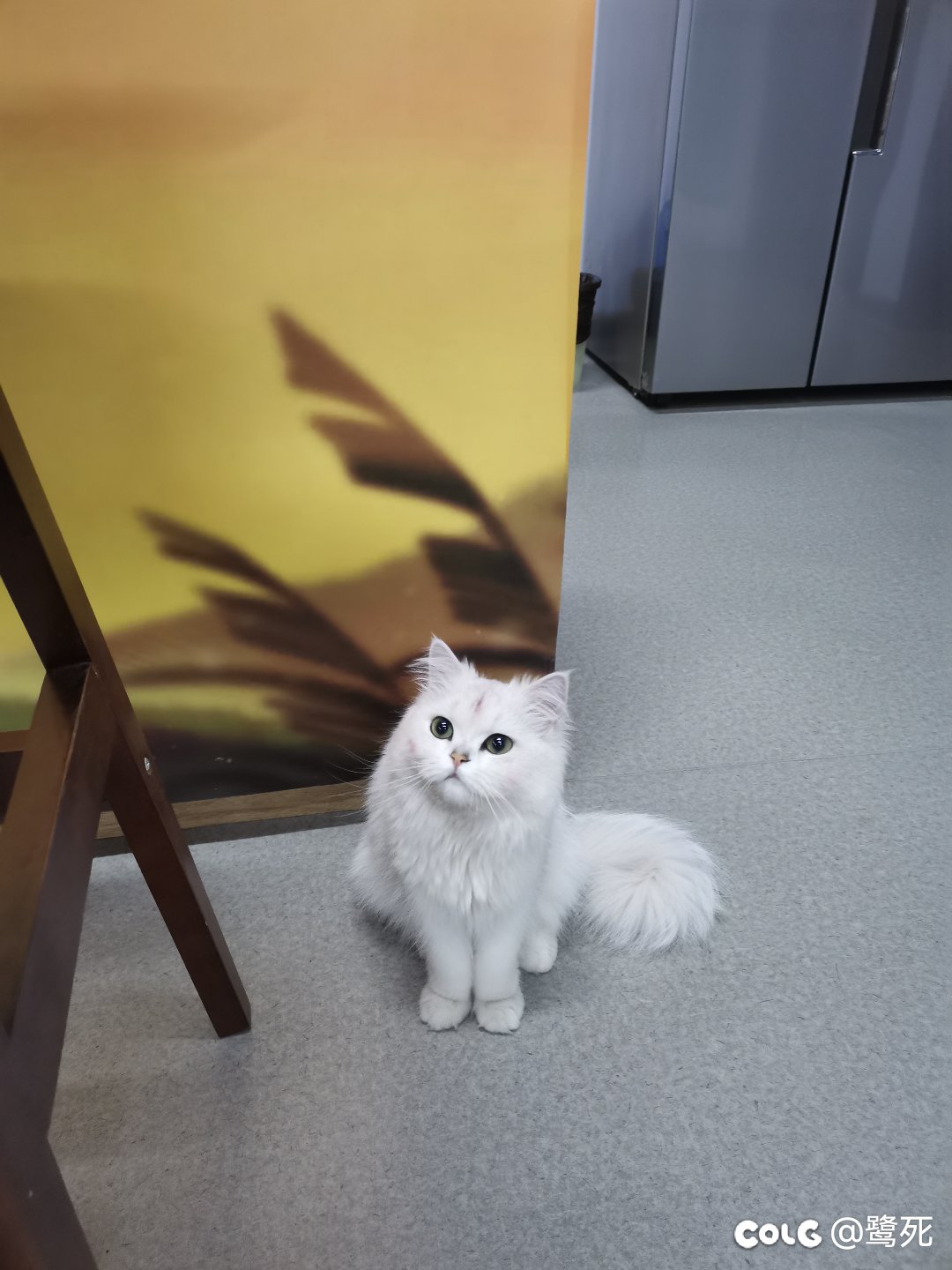 从养🐱公司跳槽到乙方公司了4