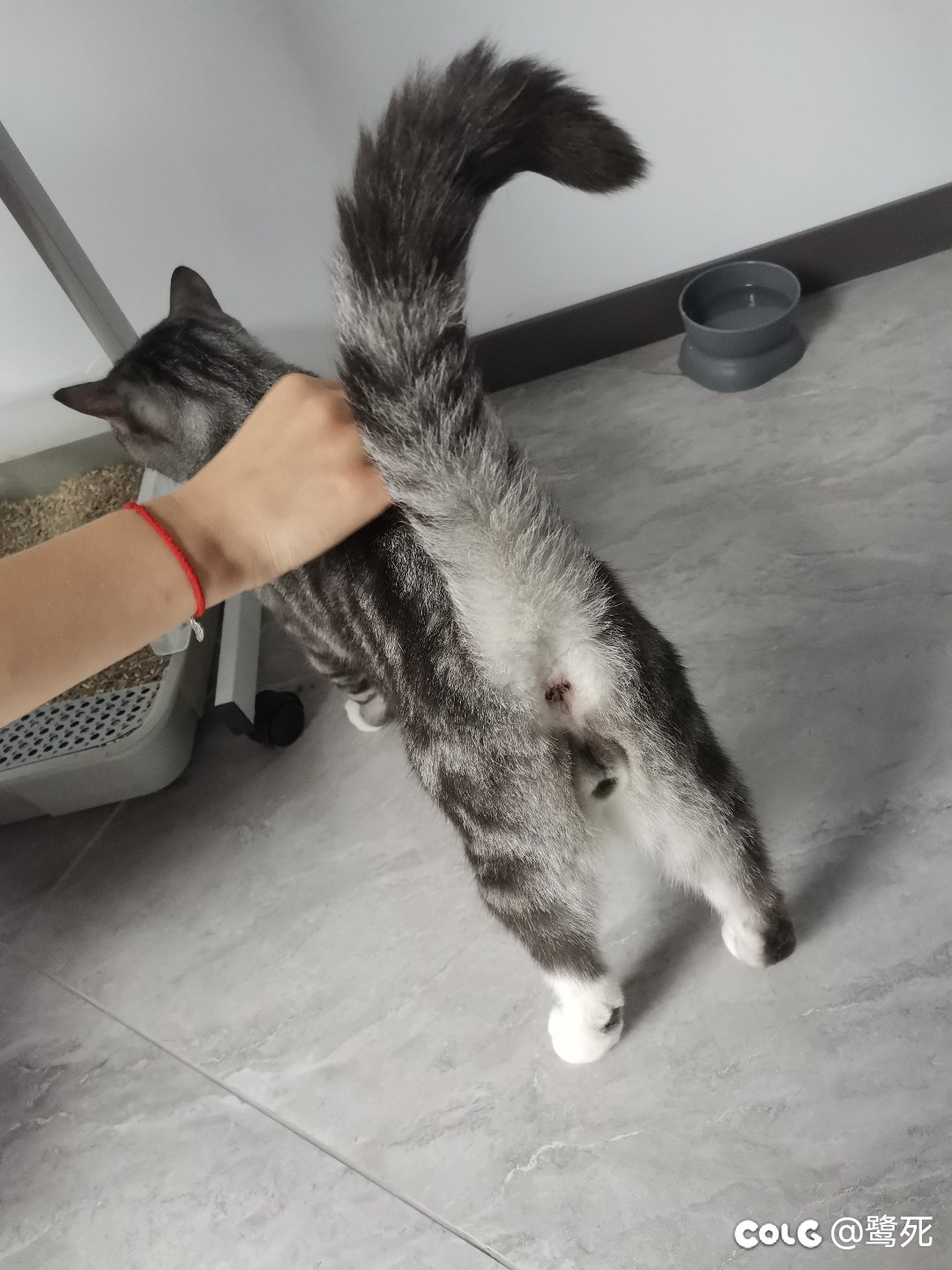 离职当天发现黏人的小猫咪竟是男孩子，接受不了1