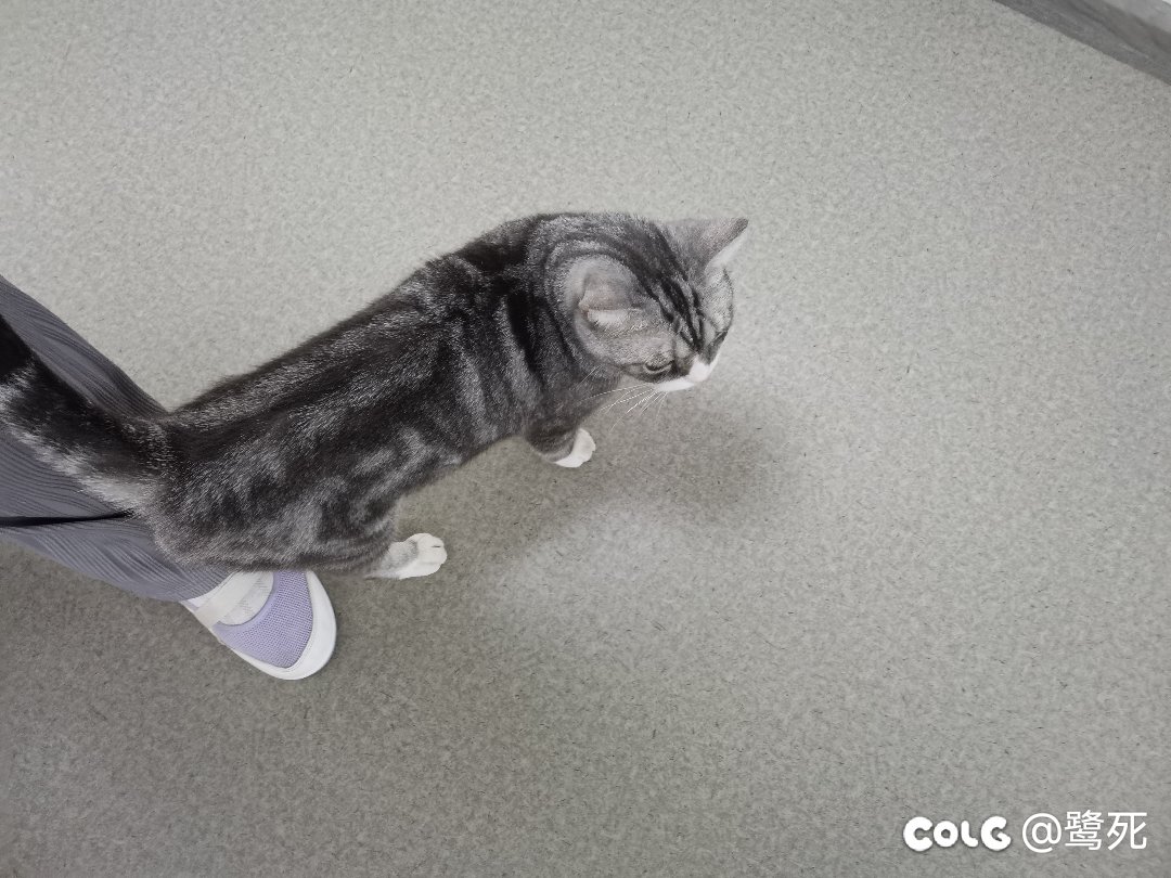 离职当天发现黏人的小猫咪竟是男孩子，接受不了2