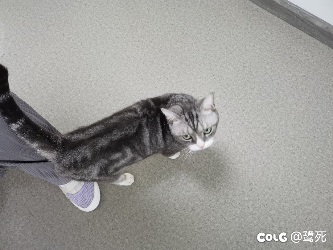 离职当天发现黏人的小猫咪竟是男孩子，接受不了3