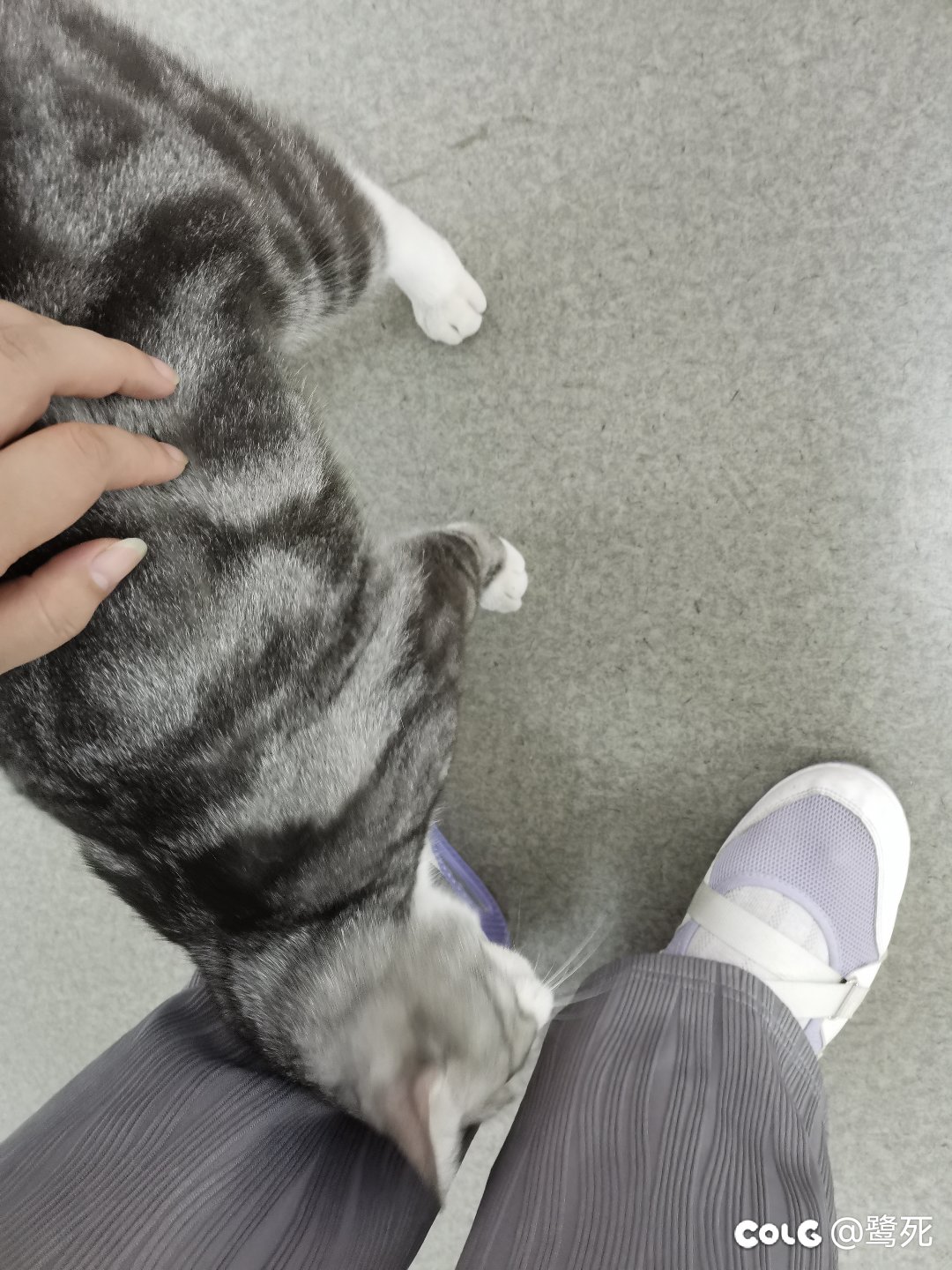 离职当天发现黏人的小猫咪竟是男孩子，接受不了4