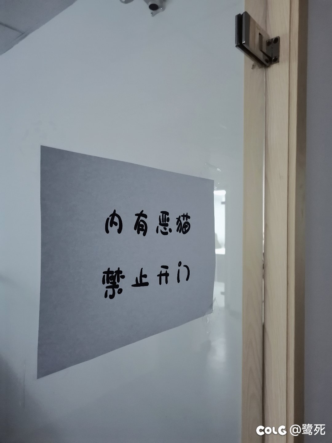 离职当天发现黏人的小猫咪竟是男孩子，接受不了5