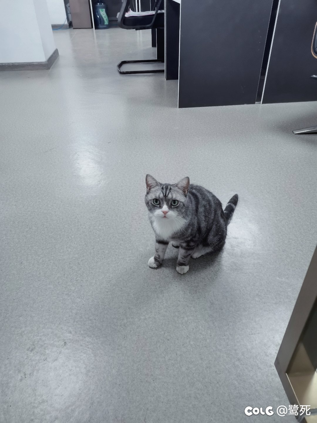 离职当天发现黏人的小猫咪竟是男孩子，接受不了6