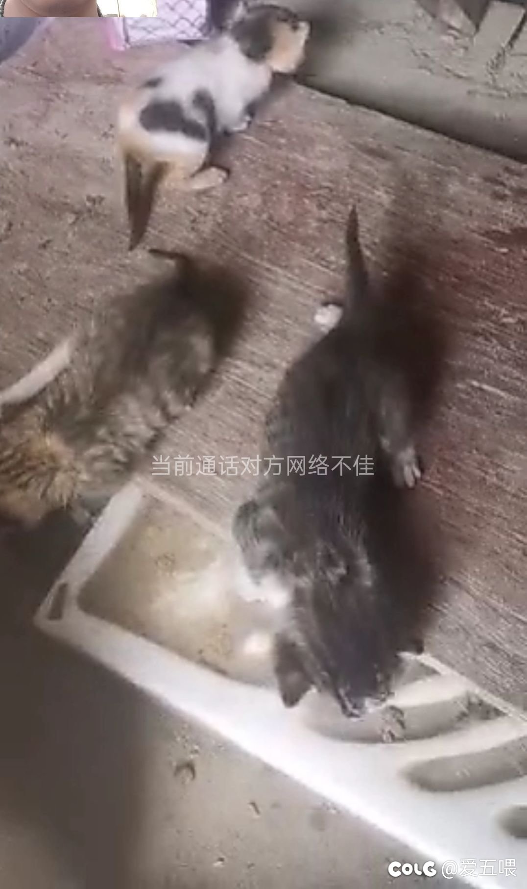 可能被上岸第一剑斩了，终于回消息了1