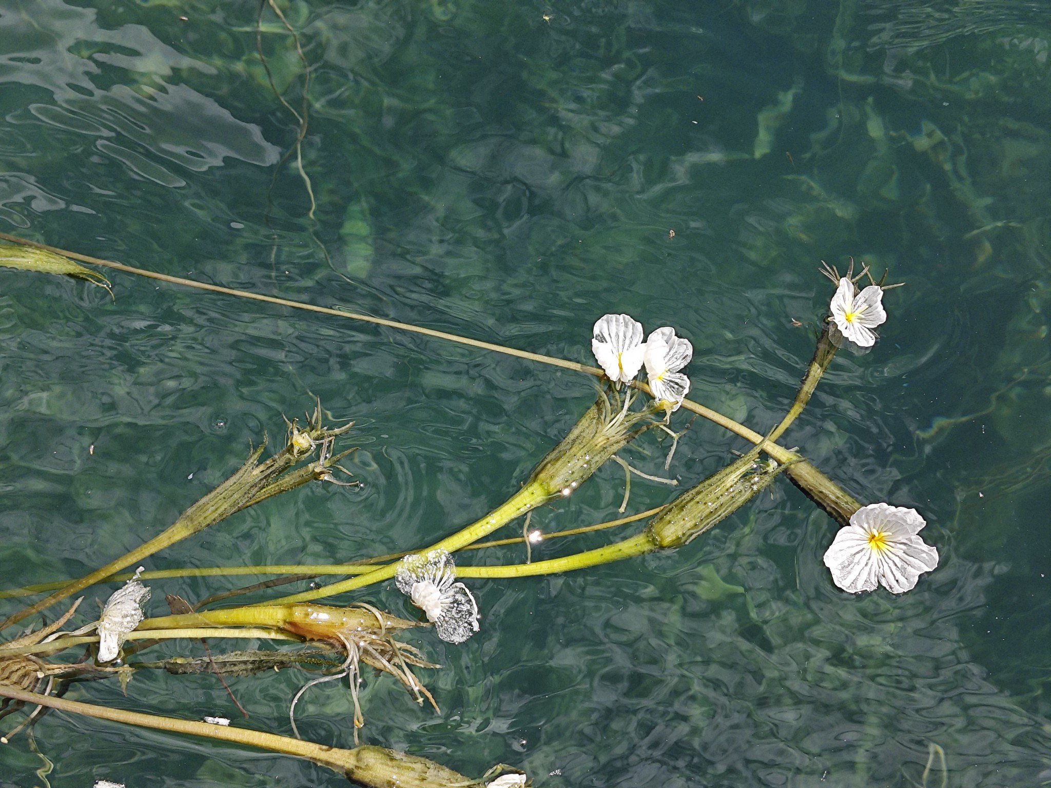 你这水性杨花2