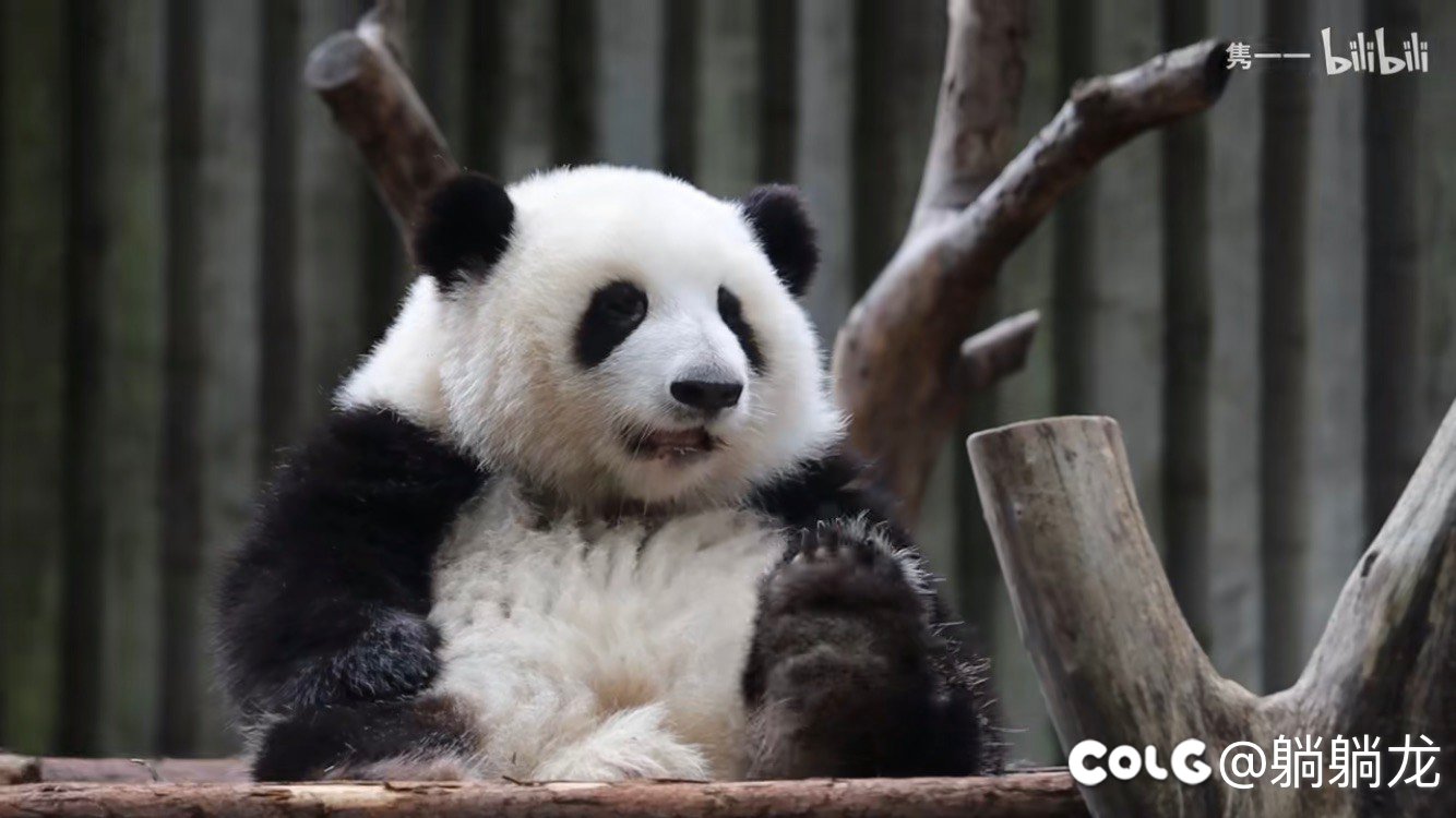 请问下花花辟邪玉心之念意，猫拳，环绕优先级是怎样的1