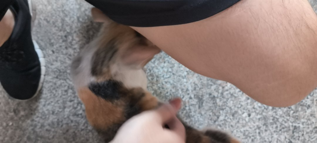 健身前爽摸猫猫1