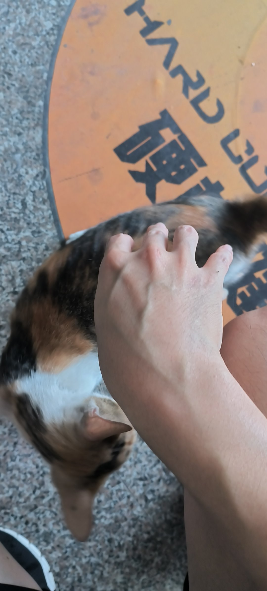 健身前爽摸猫猫2