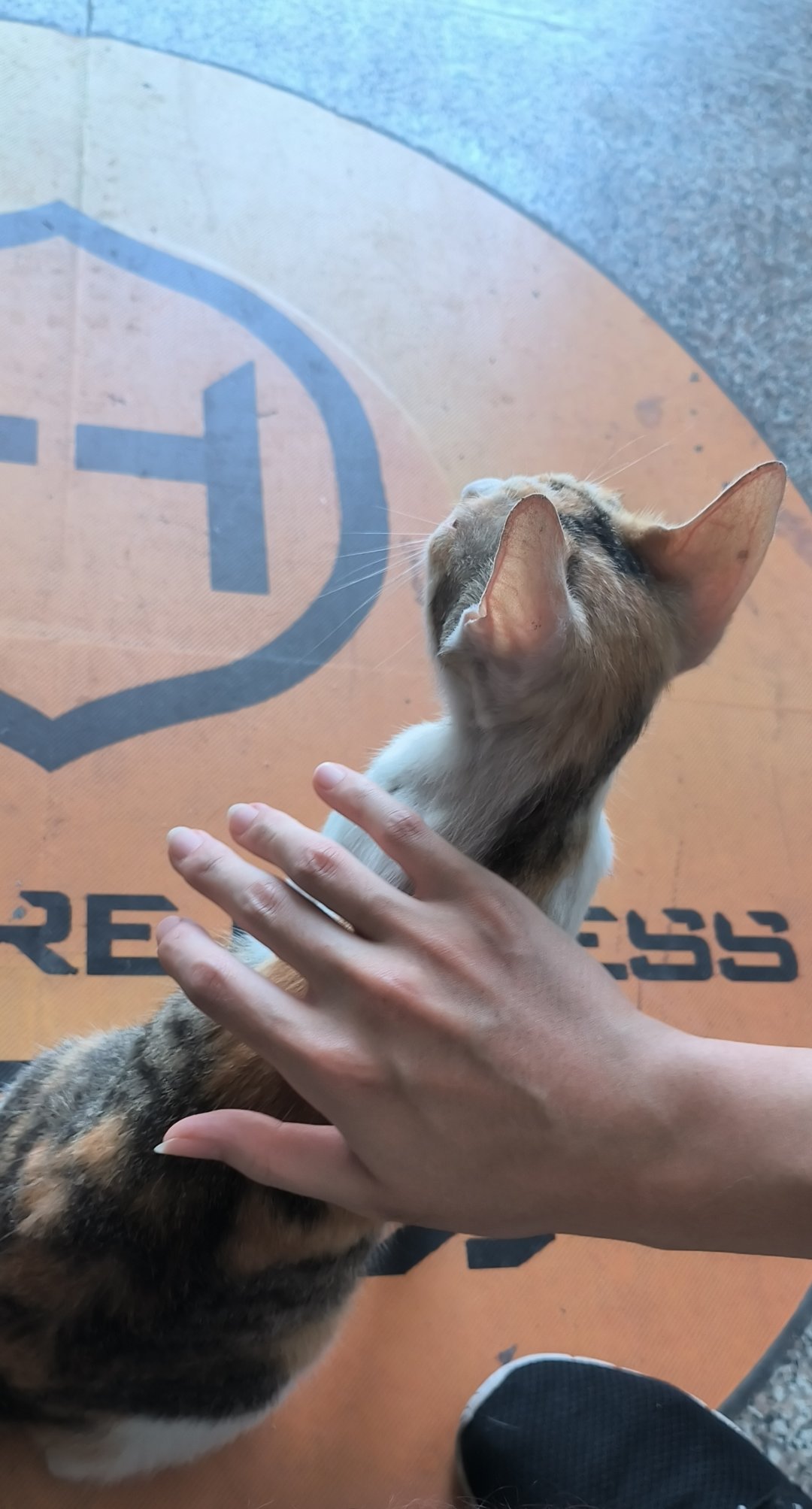 健身前爽摸猫猫3