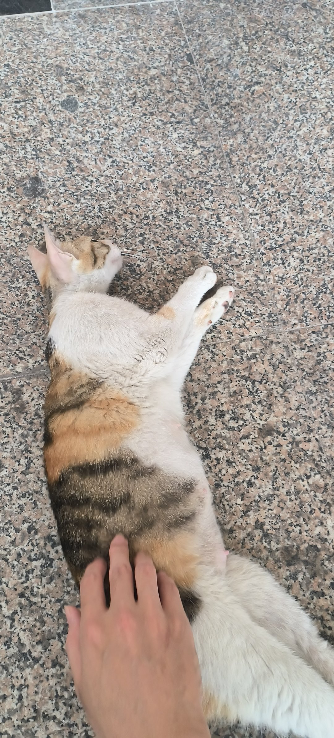 健身前爽摸猫猫4