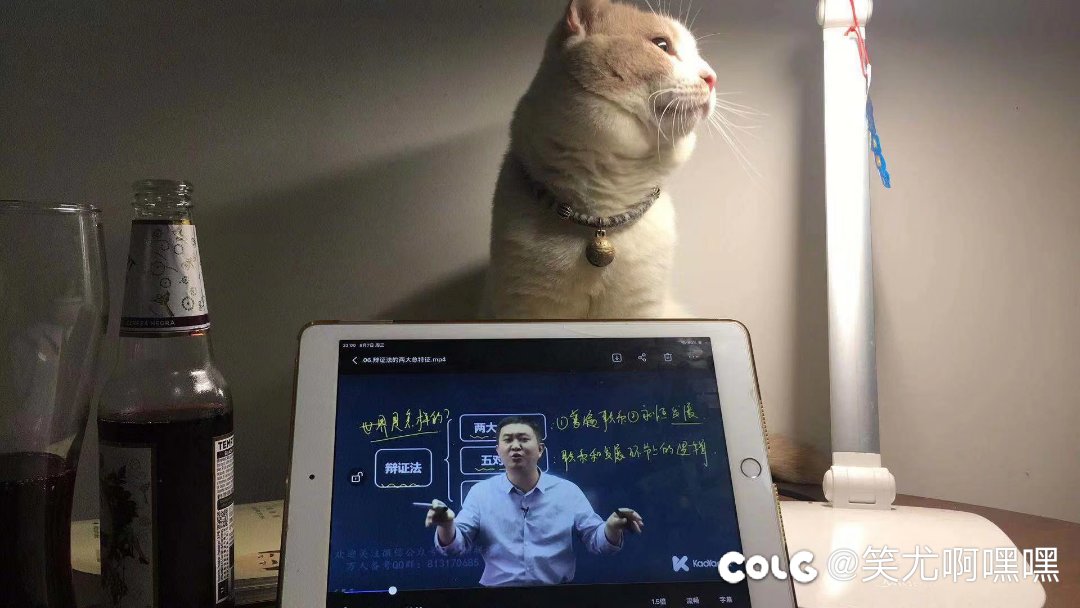 看看我家的猫2
