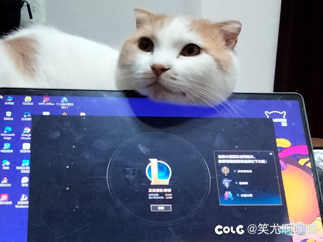 看看我家的猫3