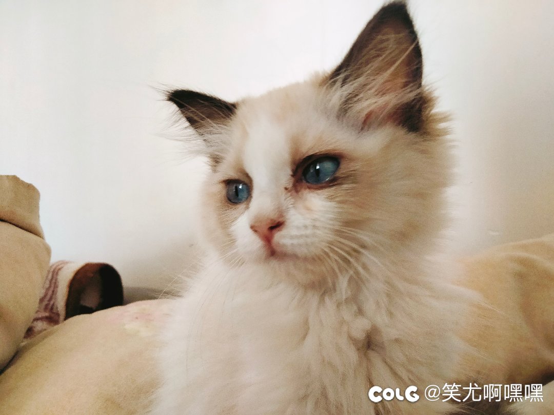 看看我家的猫4