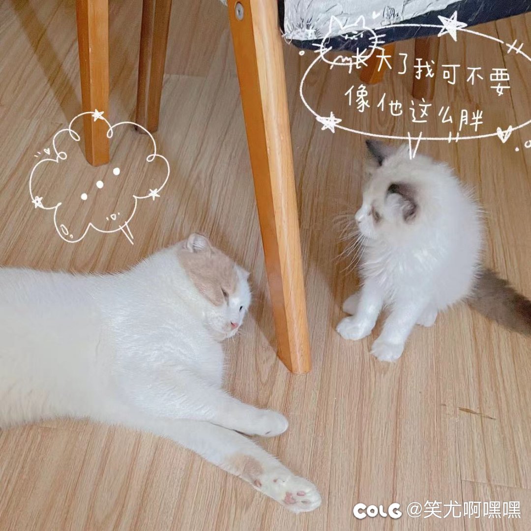 看看我家的猫5