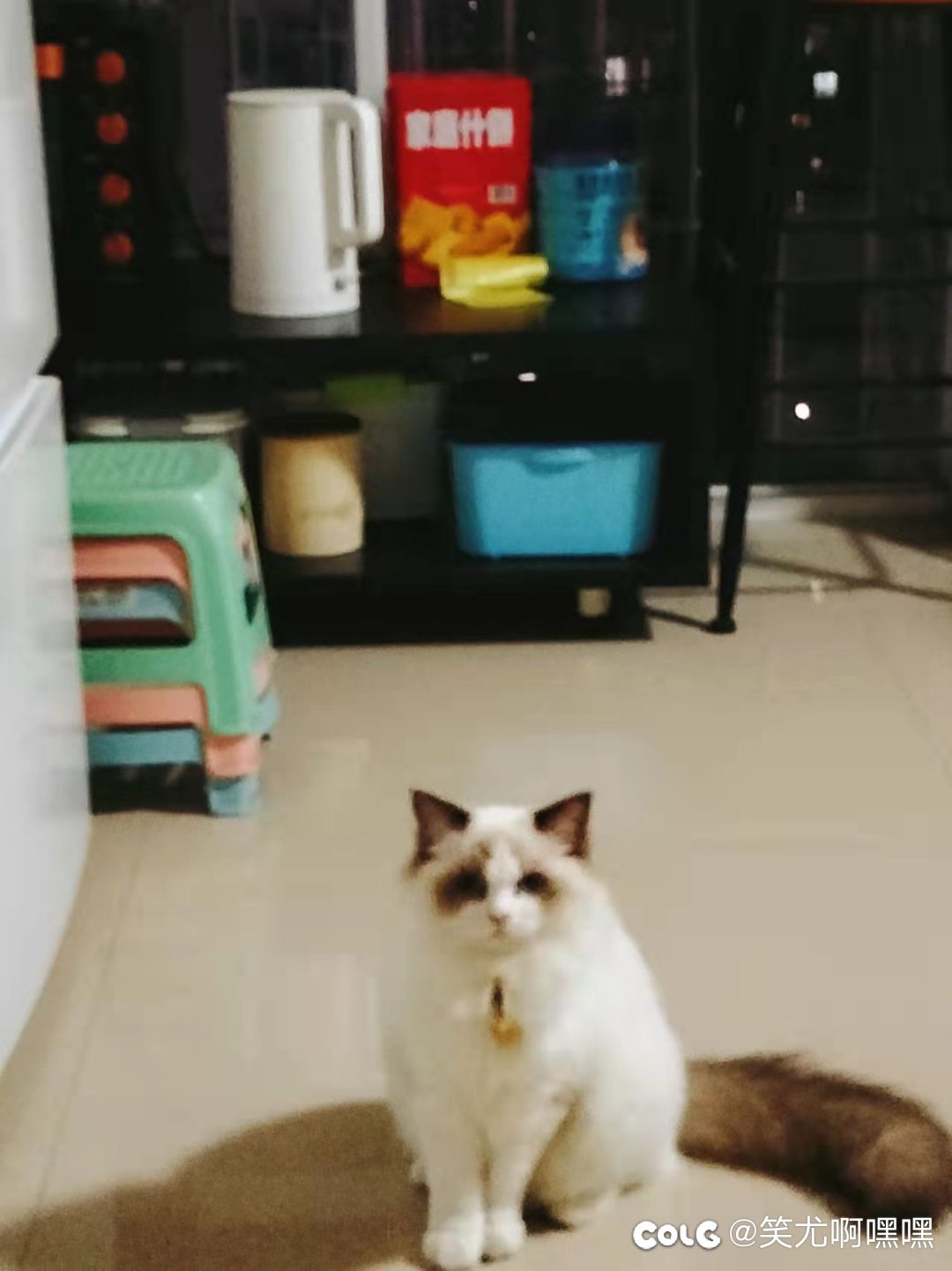 看看我家的猫6