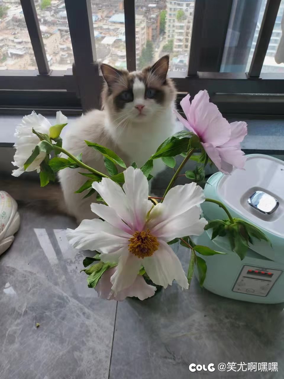 看看我家的猫7