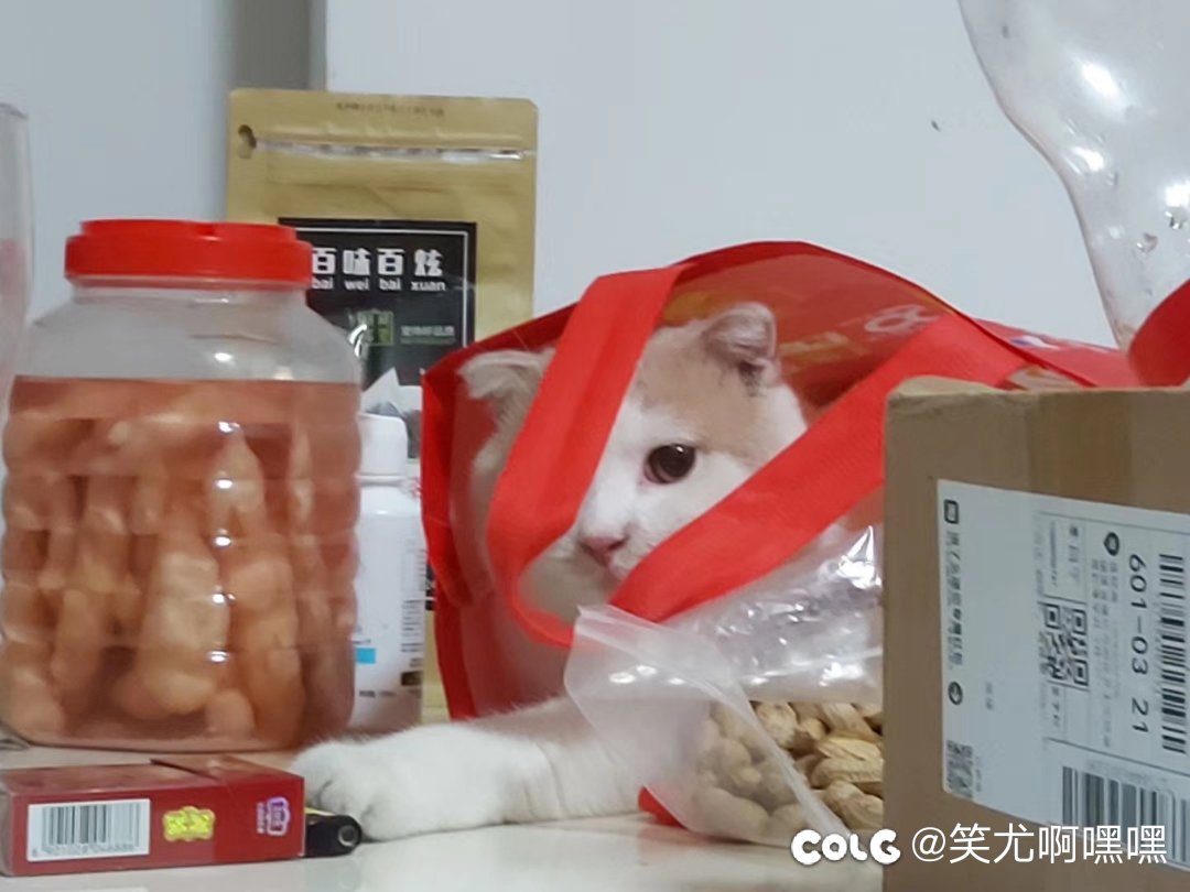 看猫猫1