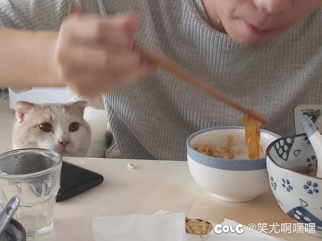 看猫猫2