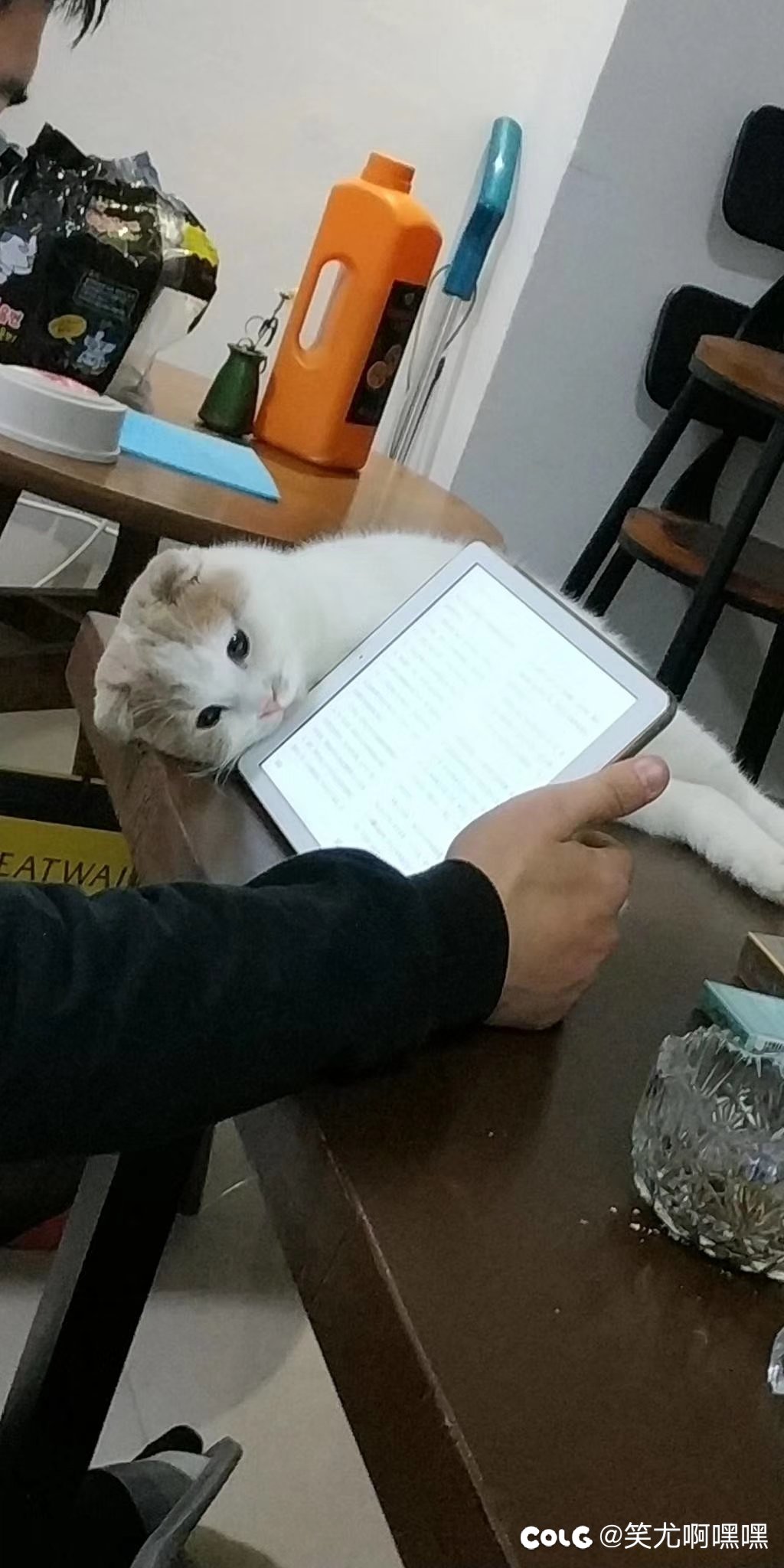 看猫猫3