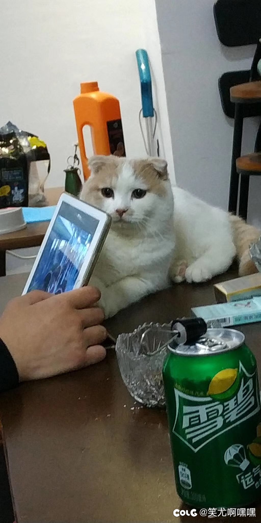 看猫猫4