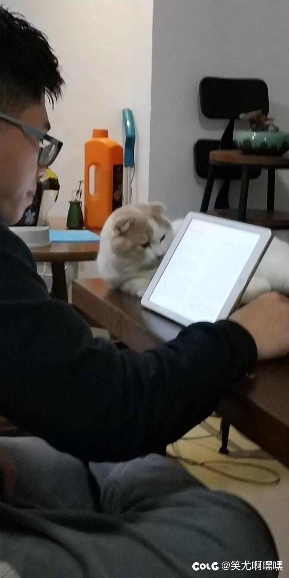 看猫猫5