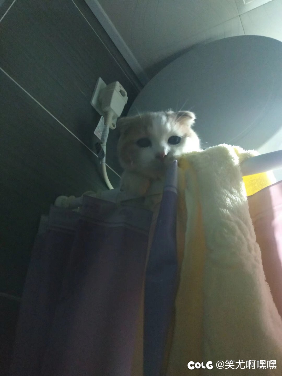 看猫猫6