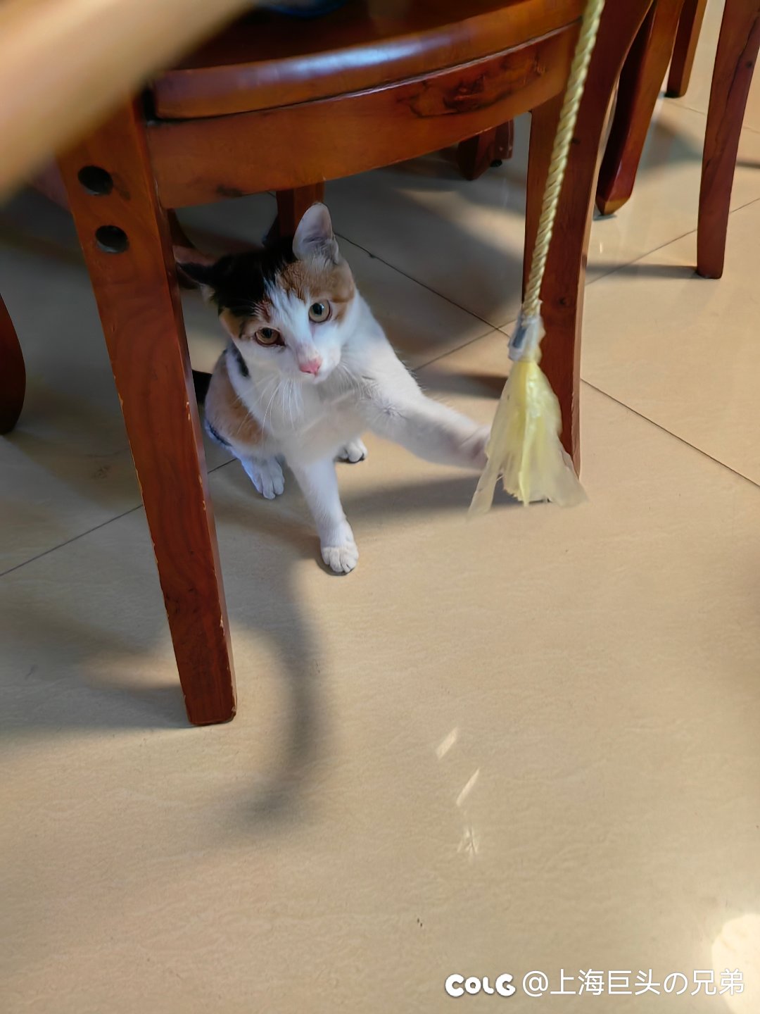 今日猫猫8.1(2)1