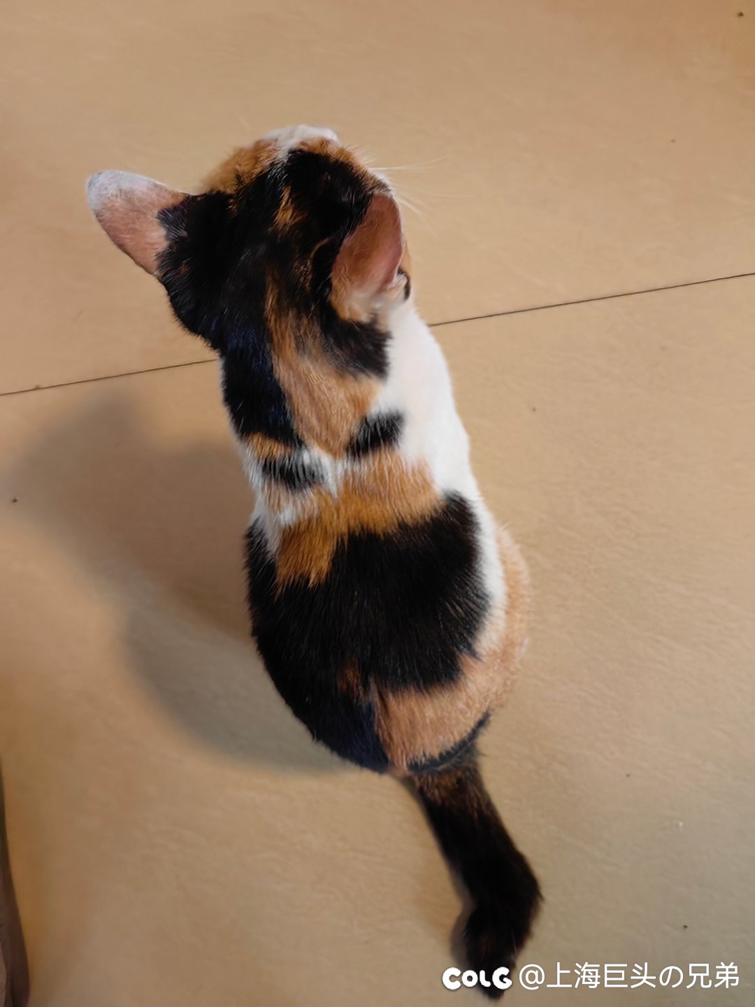 今日猫猫8.1(2)2