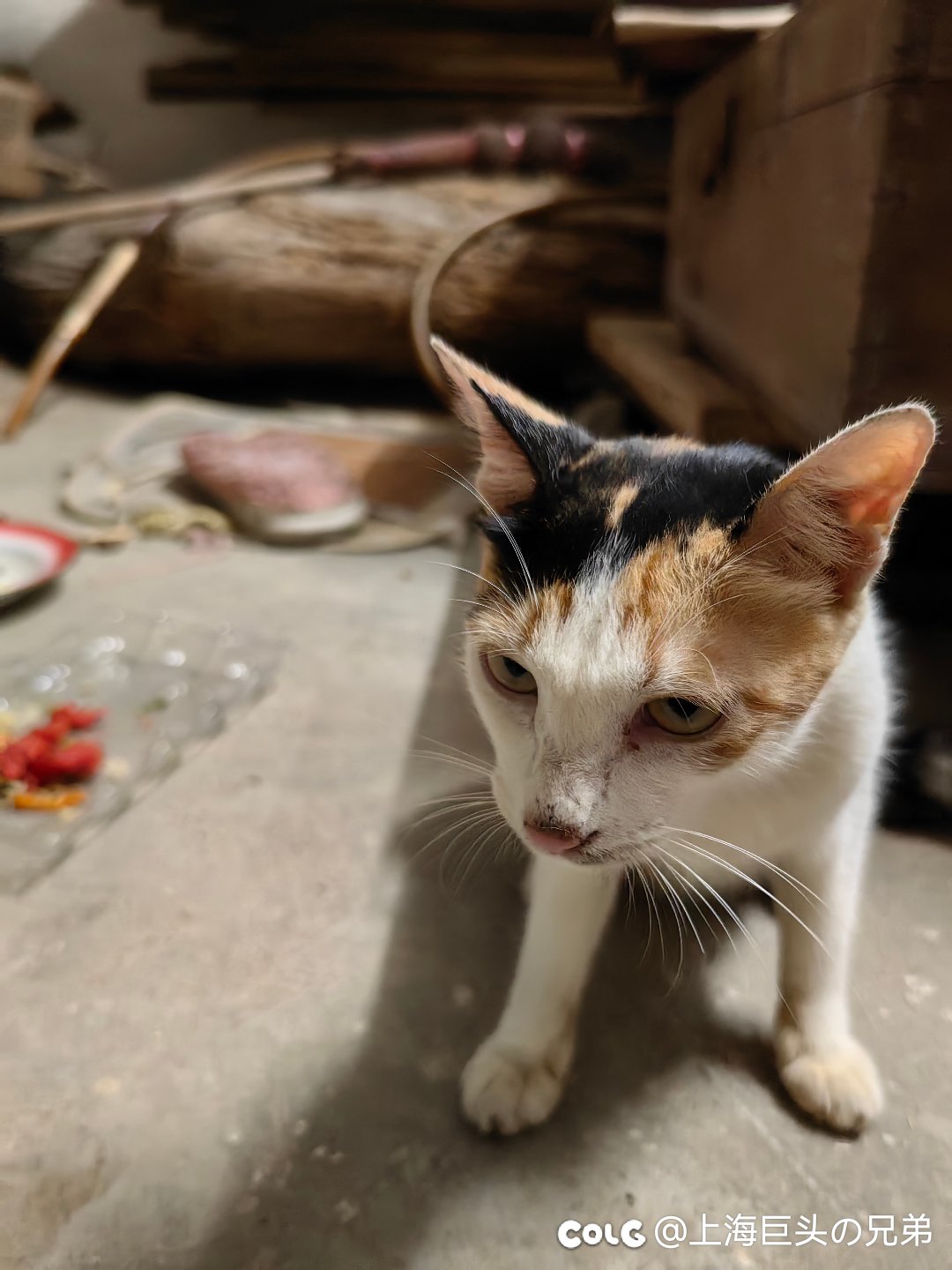 今日猫猫8.1(2)3
