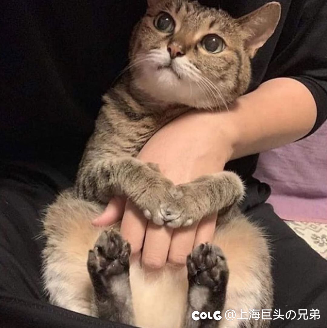 今日猫猫8.91