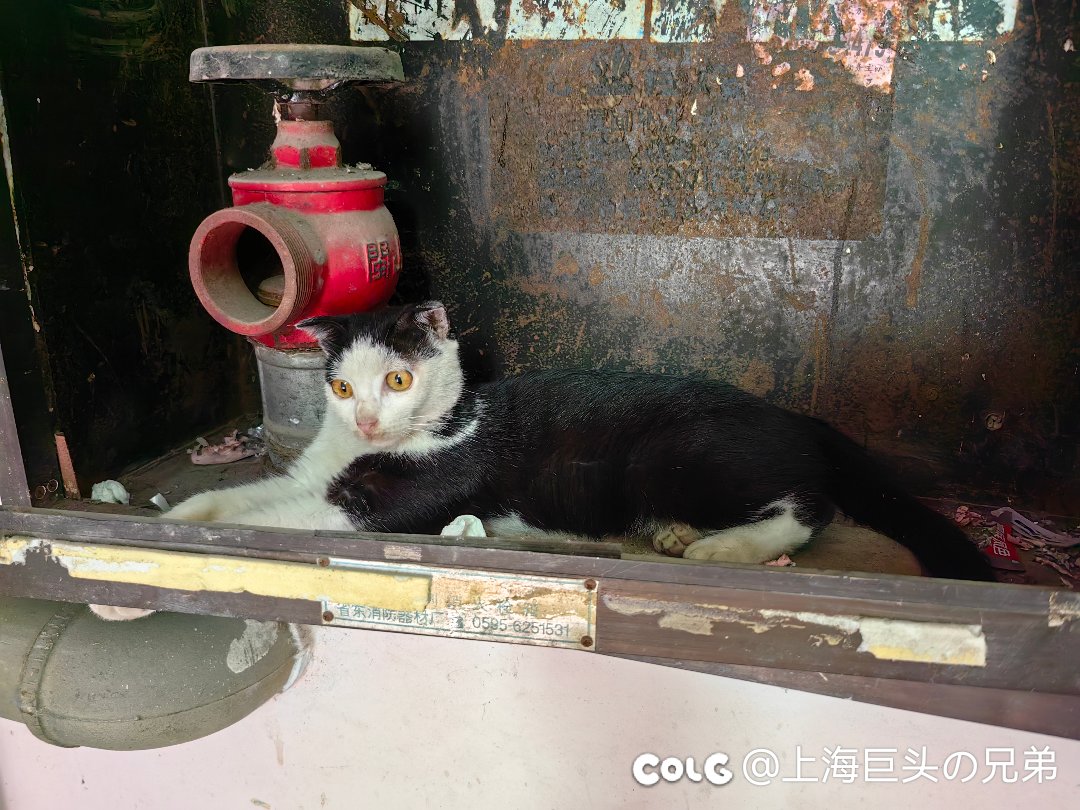 今日猫猫8.111
