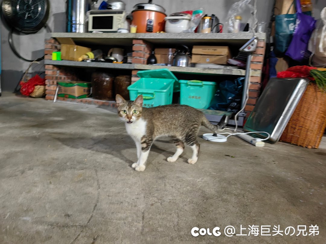 今日猫猫8.121