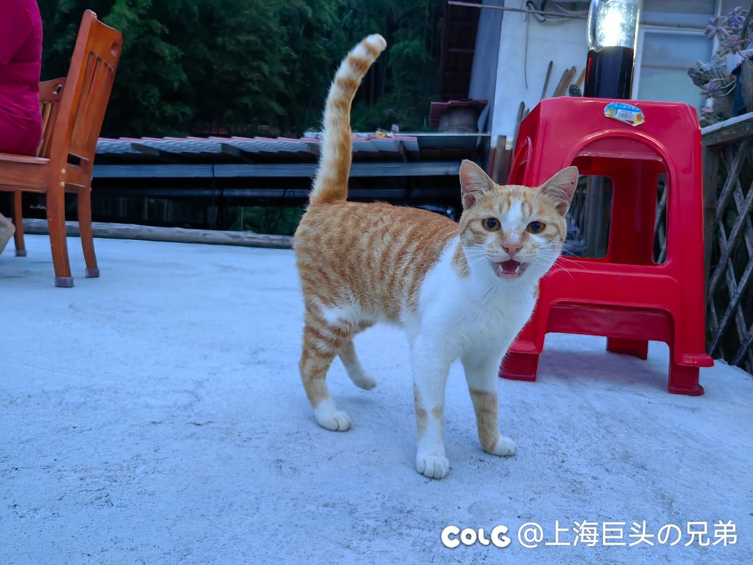 今日猫猫8.122