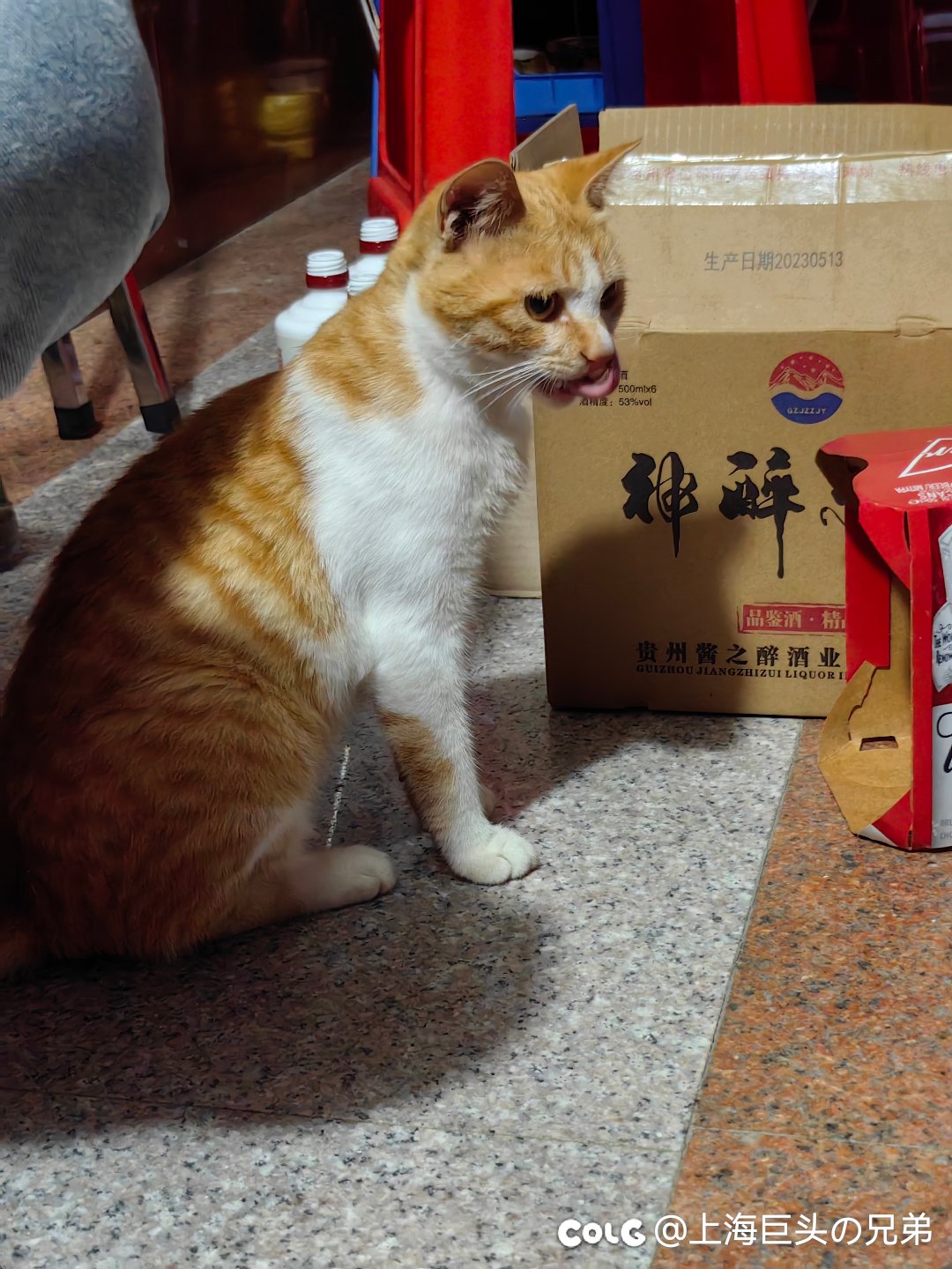 今日猫猫8.123
