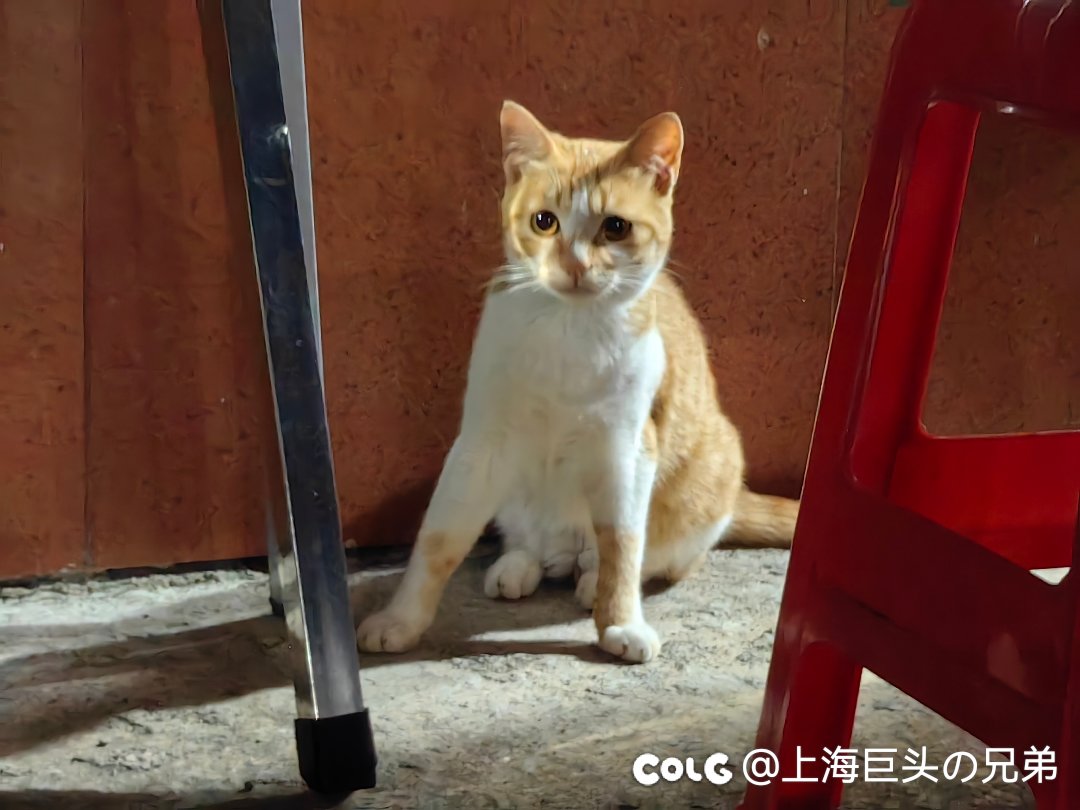 今日猫猫8.124