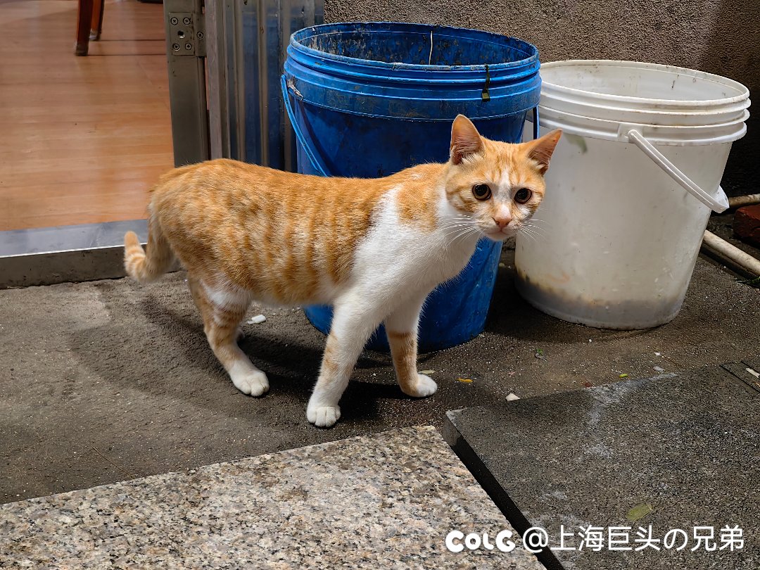 今日猫猫8.125