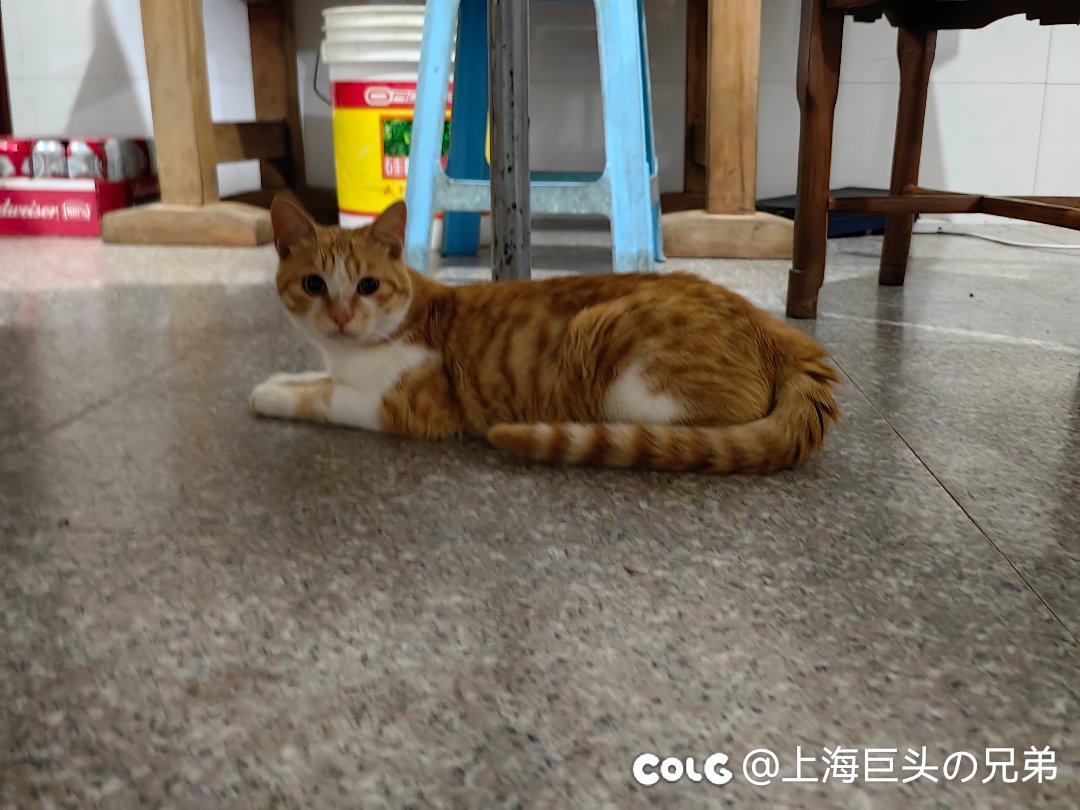 今日猫猫8.126