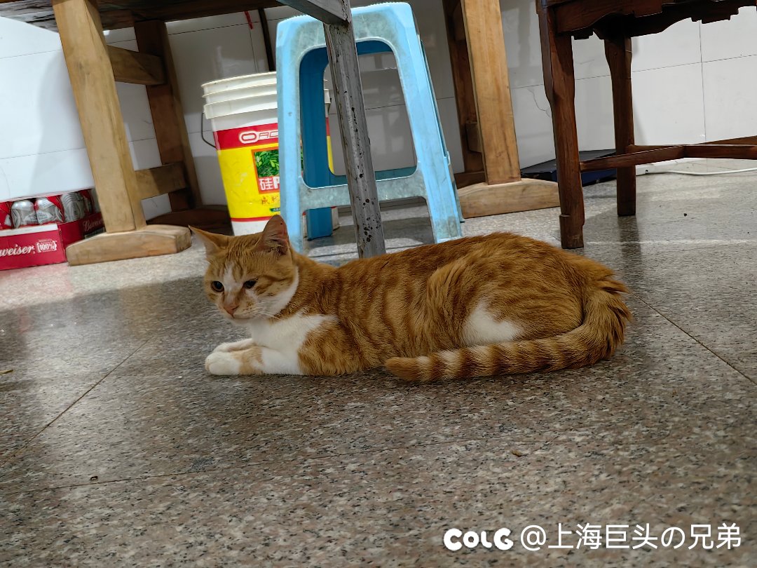 今日猫猫8.127