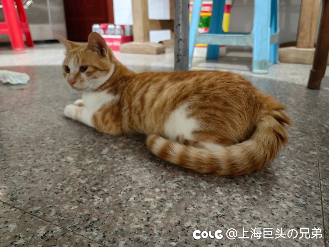 今日猫猫8.128