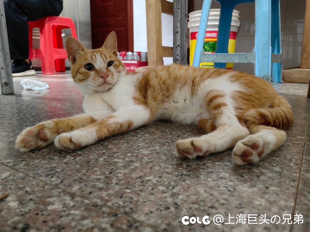 今日猫猫8.129